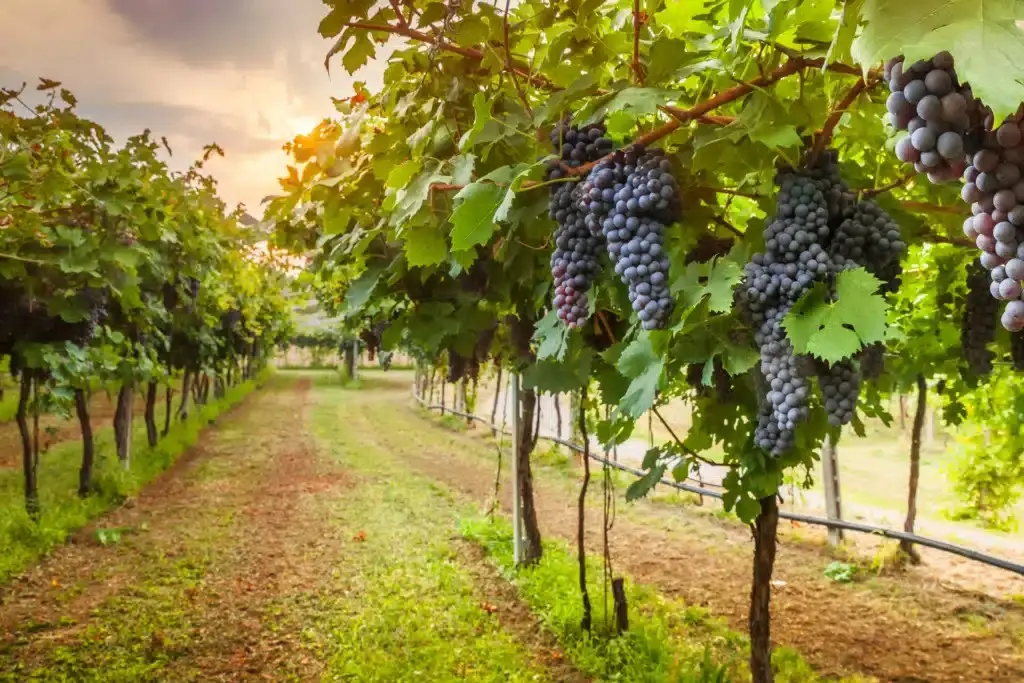 Vineyard Tours & Wine Tasting